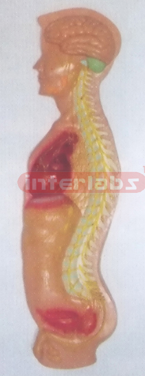 ADVANCED HANGING PLATE, SPINAL CORD MODEL IN SPINAL CANAL